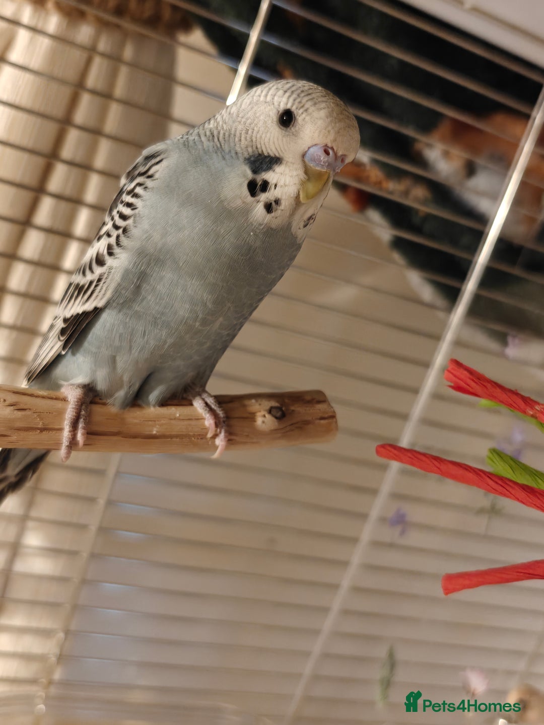 Budgerigars birds for sale: Pair of Young Male Budgies + Cage & Equipment - Advert 1