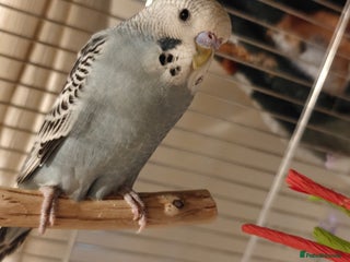 Budgerigars birds Pair of Young Male Budgies + Cage & Equipment - Advert 3