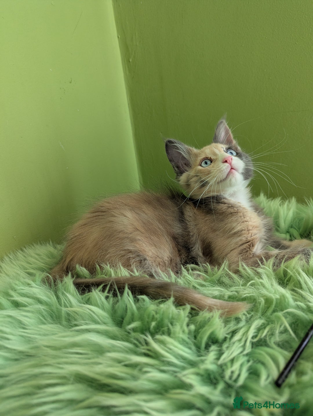 Maine Coon cats for sale: Beautiful Pedigree Maine Coon Kittens  - Image 23