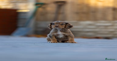 Cocker Spaniel dogs Cocker spaniel puppies  - Advert 4