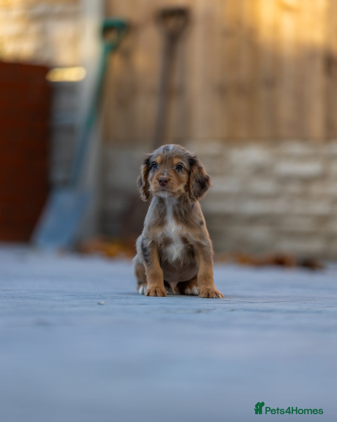 Cocker Spaniel dogs for sale: Cocker spaniel puppies  - Advert 4