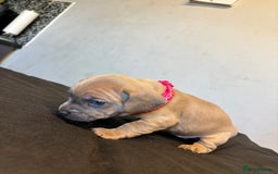 Mixed Breed dogs for sale: Dachshund cross Frenchbull dog (frenchbullwiner)p - Image 11