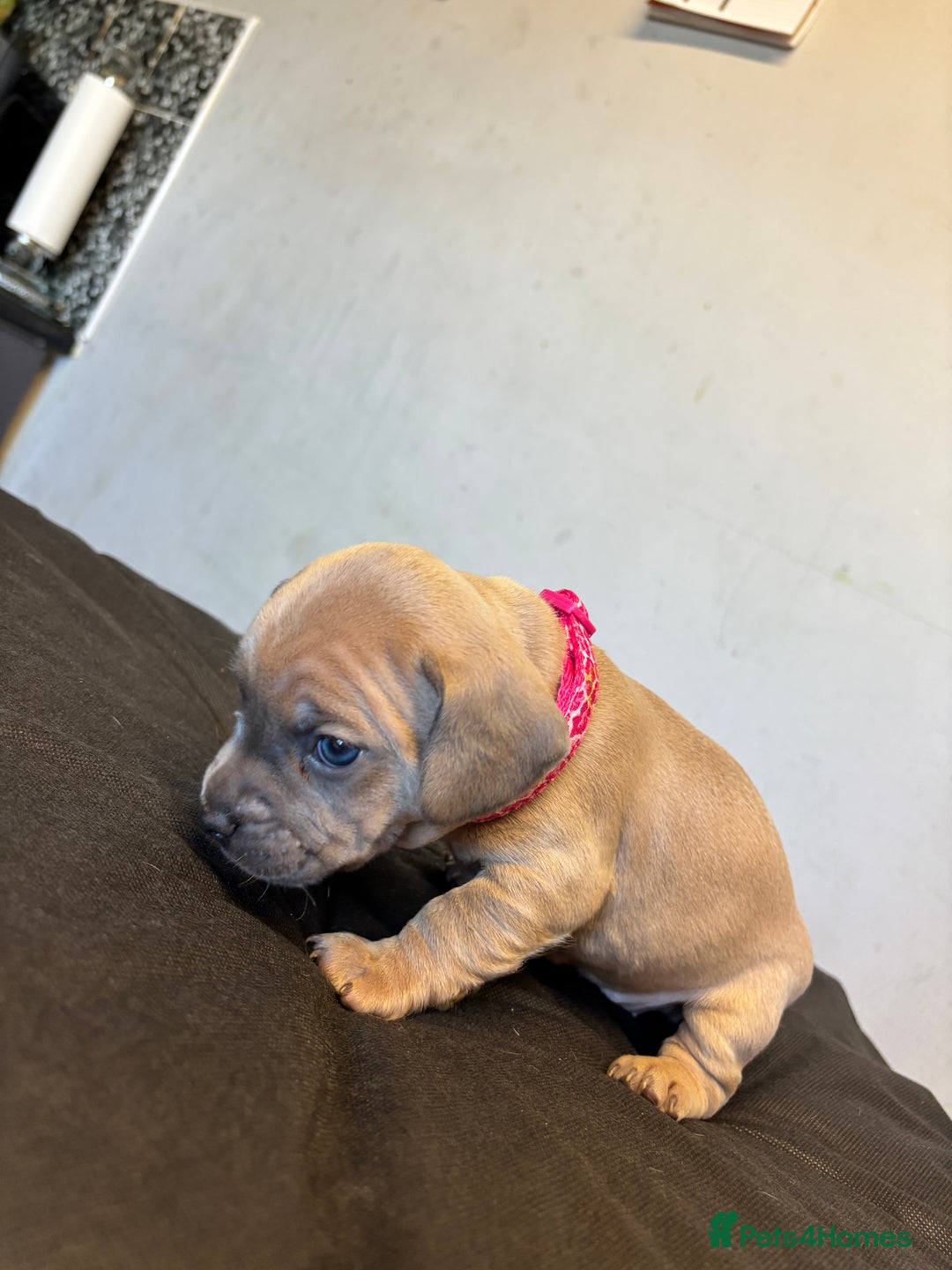 Mixed Breed dogs for sale: Dachshund cross Frenchbull dog (frenchbullwiner)p - Image 11