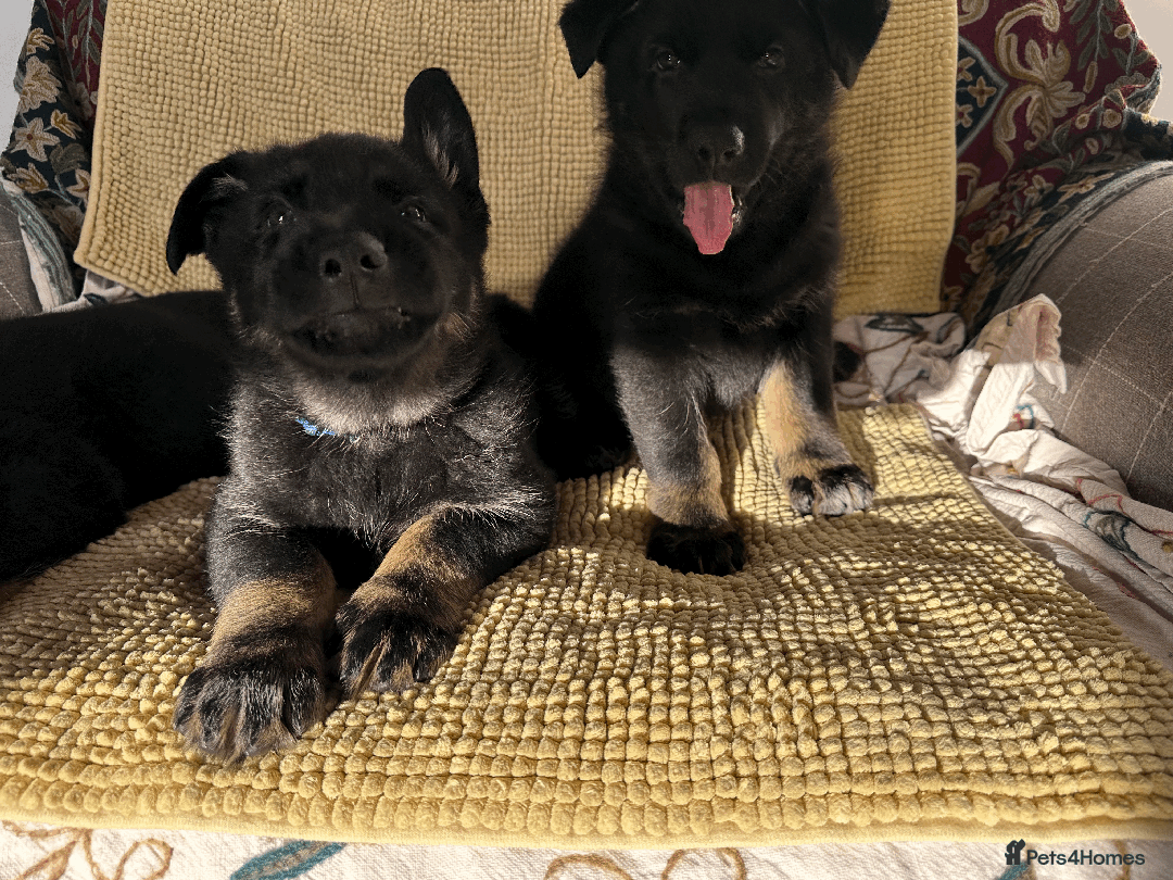 German Shepherd dogs for sale: ONE EXCLUSIVE FEMALE GSD PUP, HOME RARED AND BRED. - Advert 27
