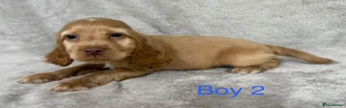 Cocker Spaniel 2