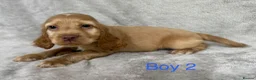 Cocker Spaniel dogs for sale: Show-type cocker spaniels in Maidstone - Advert 7