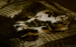 Mixed Breed cats for sale: British blue x Maine Coon x domestic long hair - Image 6