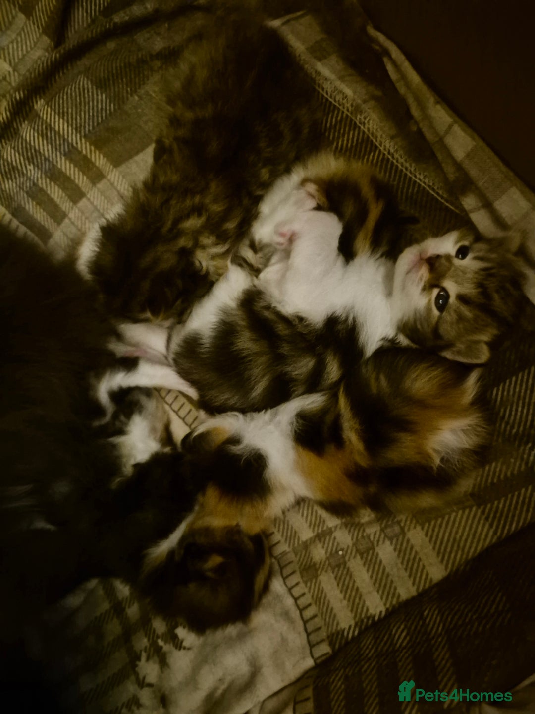 Mixed Breed cats for sale: British blue x Maine Coon x domestic long hair - Image 6