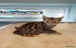 Bengal cats for sale: Tica RG F5 pure bengals - Image 15
