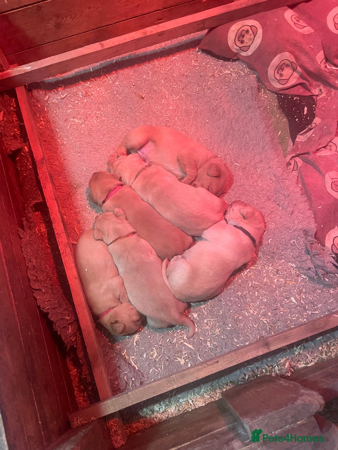 Labrador Retriever dogs for sale: KC Labrador pups ready 5th Jan 26 - Advert 25