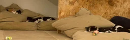 British Shorthair cats for sale: beautiful british shorthair and longhair kittens  - Advert 5