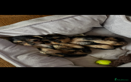 Chorkie dogs for sale: Chorkie puppies  - Image 3