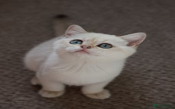 British Shorthair cats for sale: TICA British Shorthair Kittens Champion bloodline in Bedford - Image 23