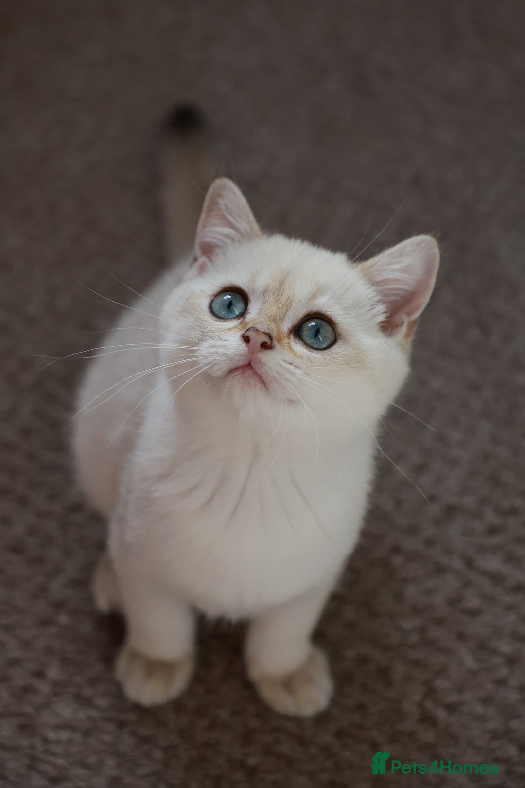 British Shorthair cats for sale: TICA British Shorthair Kittens Champion bloodline in Bedford - Image 23