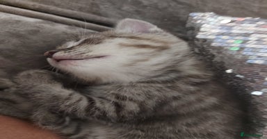Mixed Breed cats in Ipswich - Advert 4