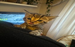 Mixed Breed cats for sale: 3 Beautiful Kittens Remaining  - Image 5