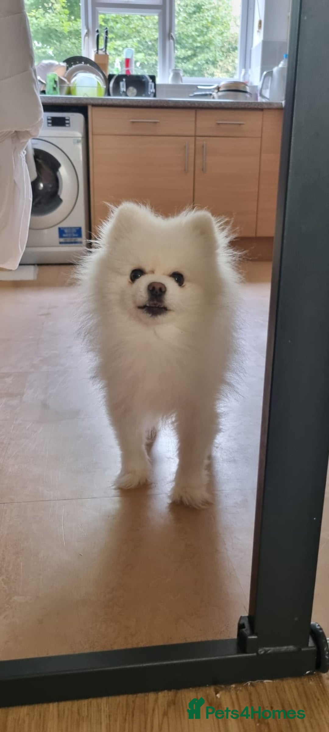 Pomeranian dogs for stud: STUNNING WHITE RUSSIAN POM  in Birmingham - Image 8