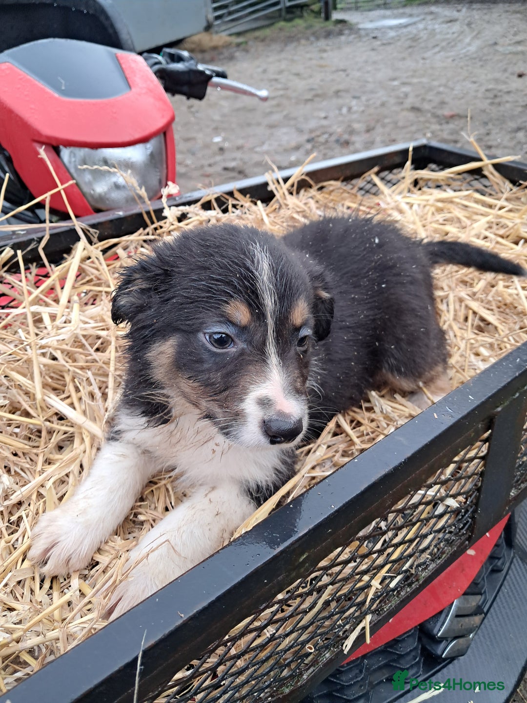 Mixed Breed dogs for sale: Kelpie x collie puppies  - Advert 7
