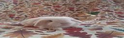 Mini Lop rabbits for sale: Beautiful Mini Lop Babies Ready from 25th Oct in Darlington - Advert 8