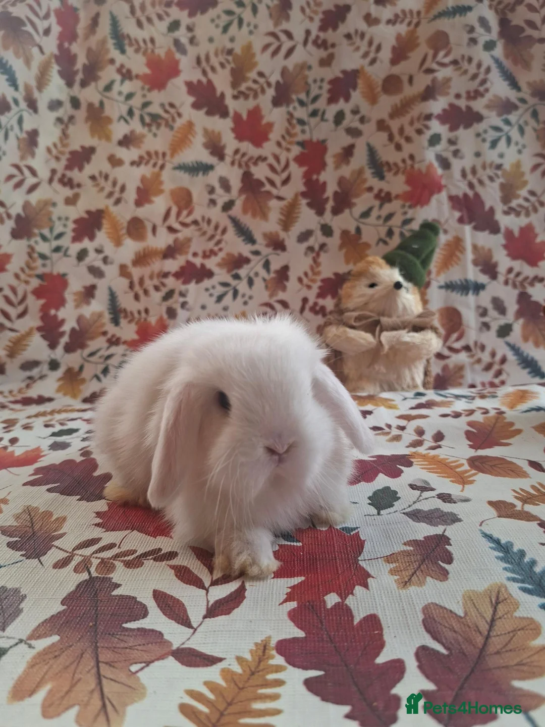 Mini Lop rabbits for sale: Beautiful Mini Lop Babies Ready from 25th Oct in Darlington - Advert 8
