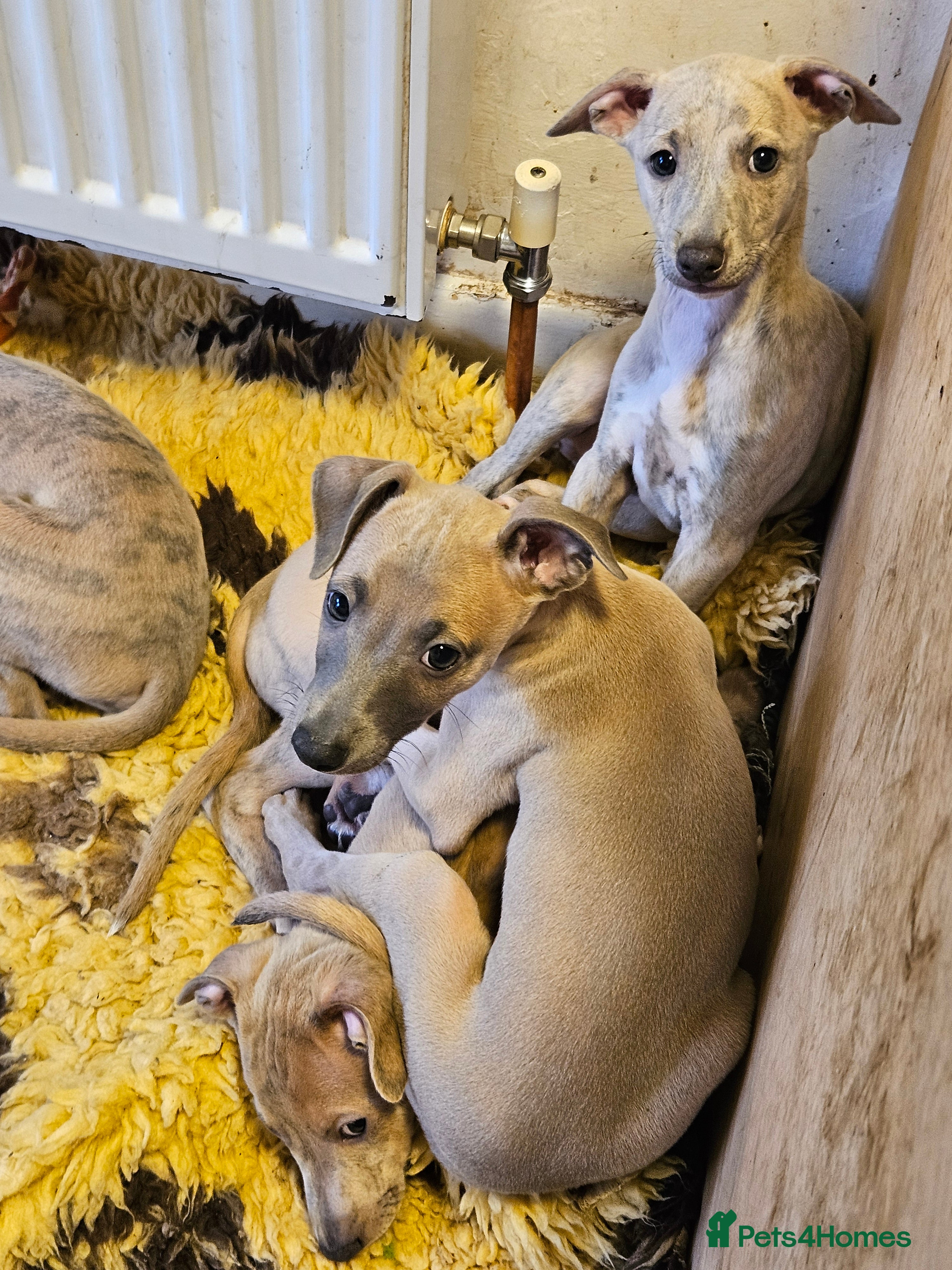 Whippet dogs ✨🐾 Gorgeous KC Registered Whippet puppies  🐾✨  - Advert 5