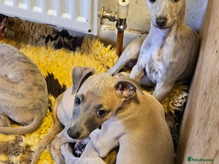 Whippet dogs ✨🐾 Gorgeous KC Registered Whippet puppies 🐾✨ - Advert 5