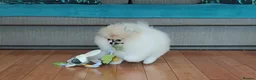 Pomeranian dogs for sale: Pom girl from 5⭐ licensed breeder - Advert 6