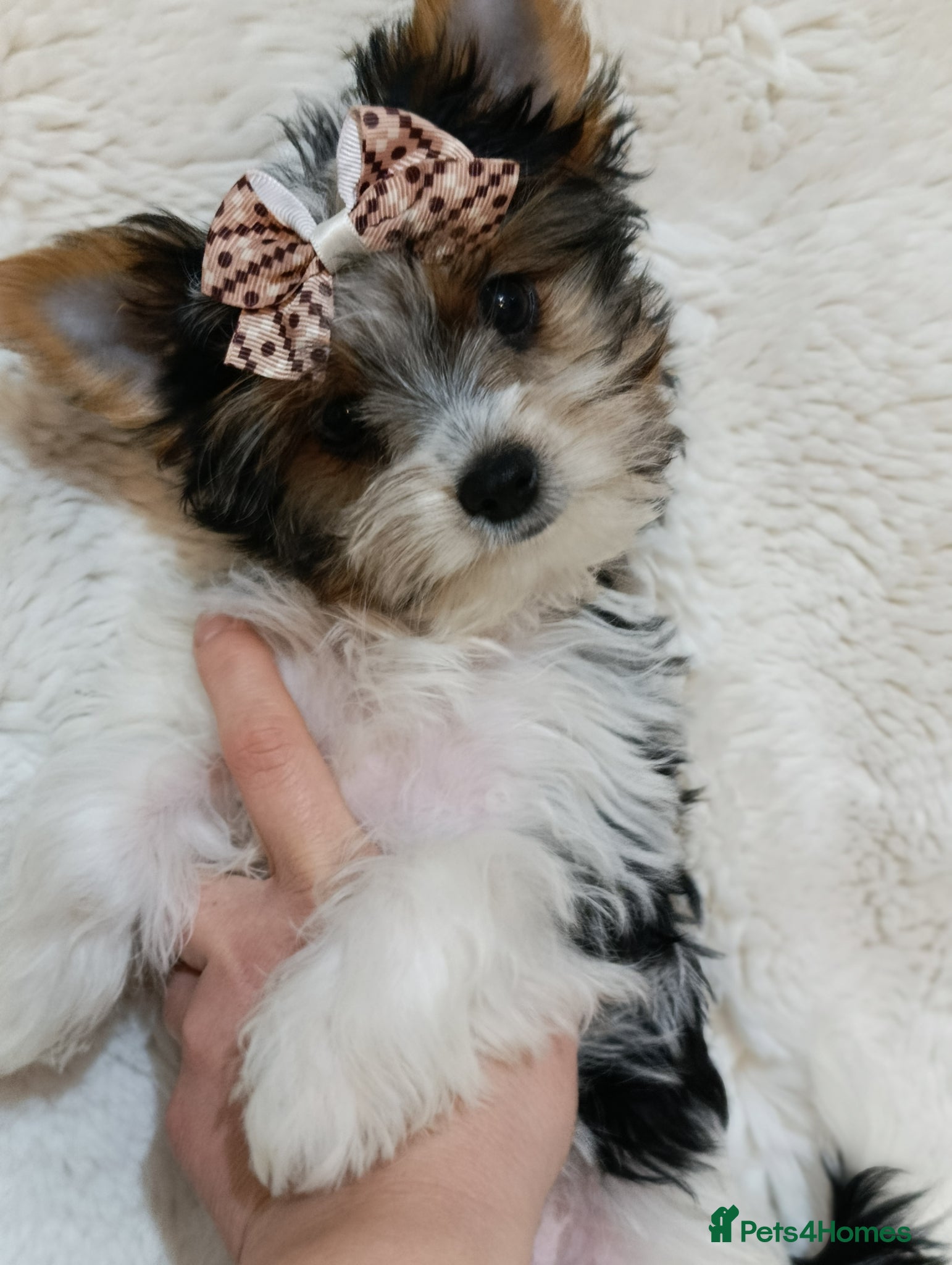 Yorkshire Terrier dogs Luxury Yorkshire terrier Biewer 🐶🐶🐶 - Advert 5