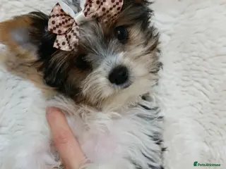 Yorkshire Terrier dogs Luxury Yorkshire terrier Biewer 🐶🐶🐶 - Advert 5