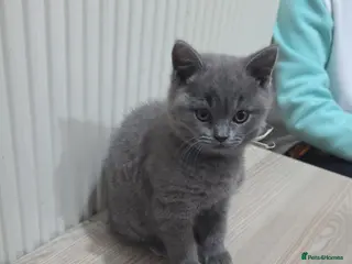 British Shorthair cats Beautiful british short hair - Advert 2