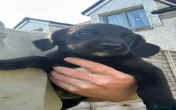 Springador dogs for sale: Springador last dog pup left  - Image 2