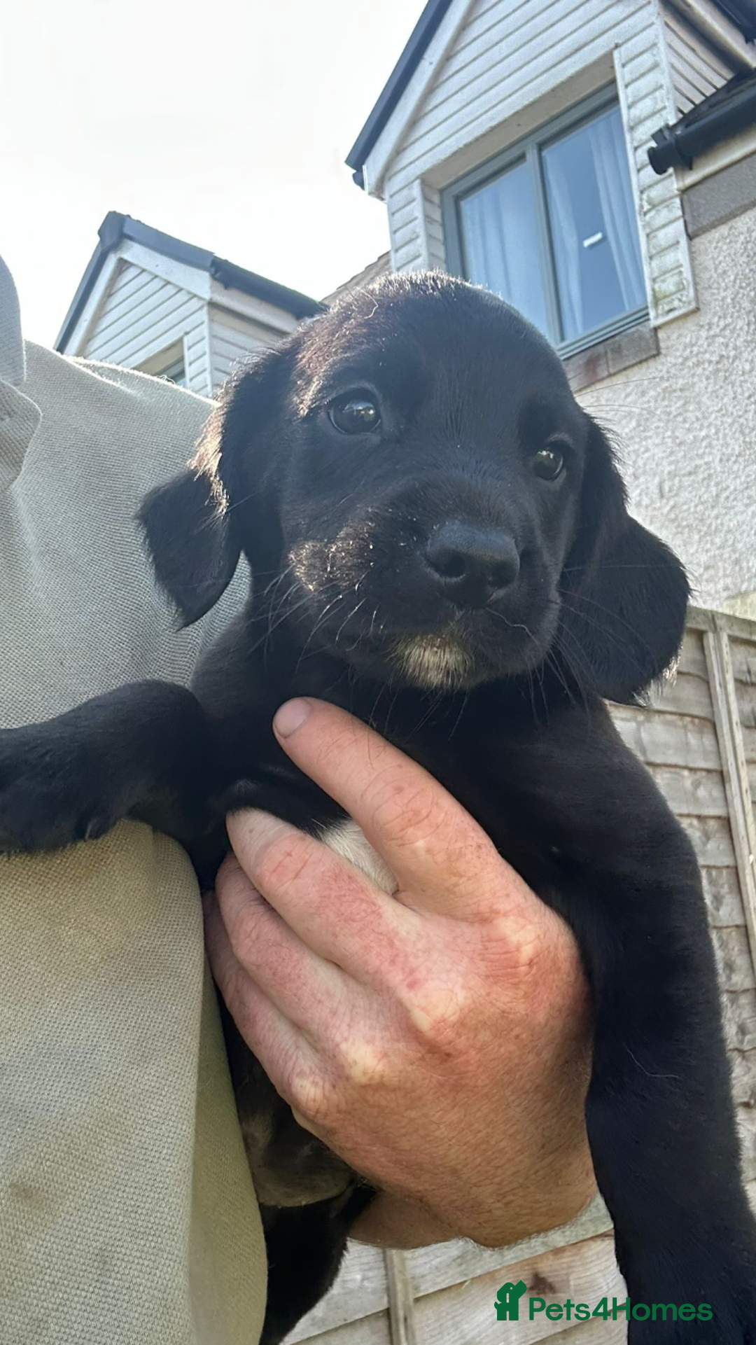 Springador dogs for sale: Springador last dog pup left  - Image 2