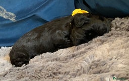 Schnoodle dogs for sale: LAst GIRL REDUCED READY NOW  - Image 19