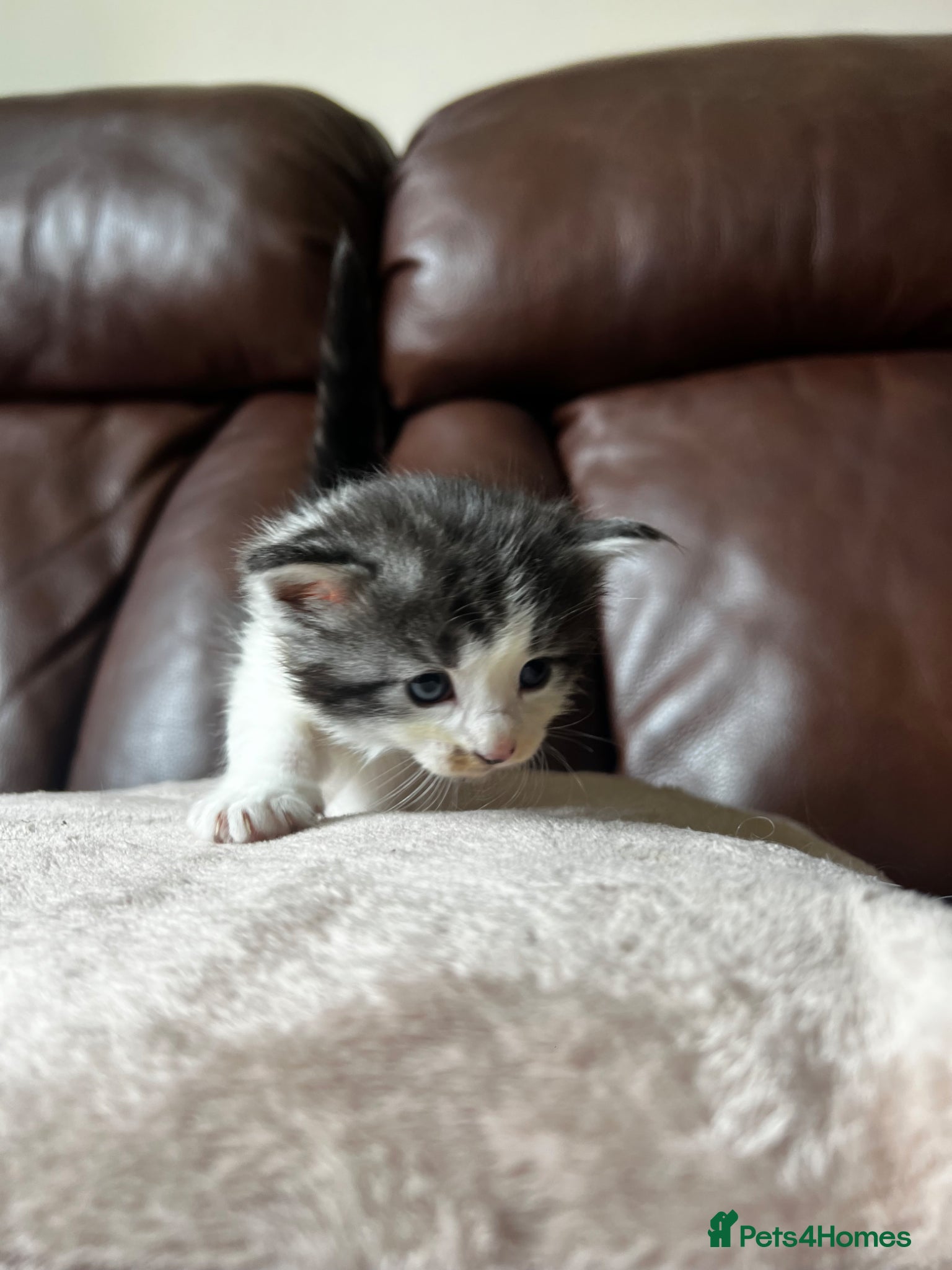 Mixed Breed cats for sale: Norwegian Forest x kittens - Advert 10