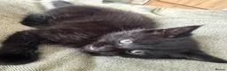 Mixed Breed cats for sale: Wasabi, a long haired black kitten - Advert 1