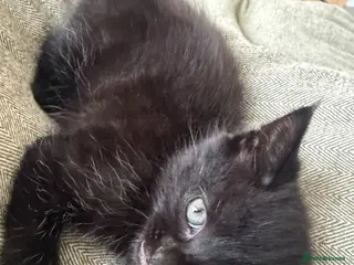 Mixed Breed cats Wasabi, a long haired black kitten - Advert 4