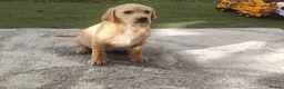 Labrador Retriever dogs for sale: Labrador puppies for sale - Advert 1