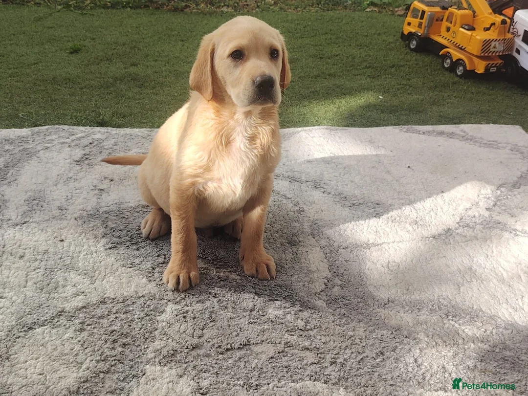 Labrador Retriever dogs for sale: Labrador puppies for sale - Advert 1
