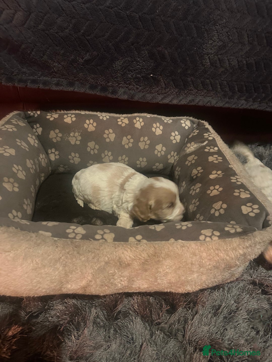 Cockapoo dogs for sale: F3 cockapoo puppies  - Advert 4