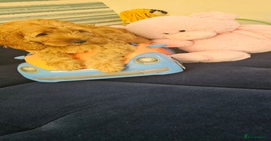 Cockapoo dogs - Advert 13