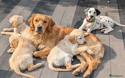 Golden Retriever dogs for sale: KC registered last boy fully vaccinated  - Image 38