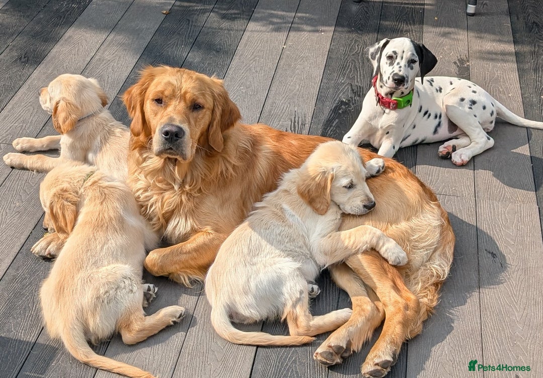 Golden Retriever dogs for sale: KC registered last boy fully vaccinated  - Image 38
