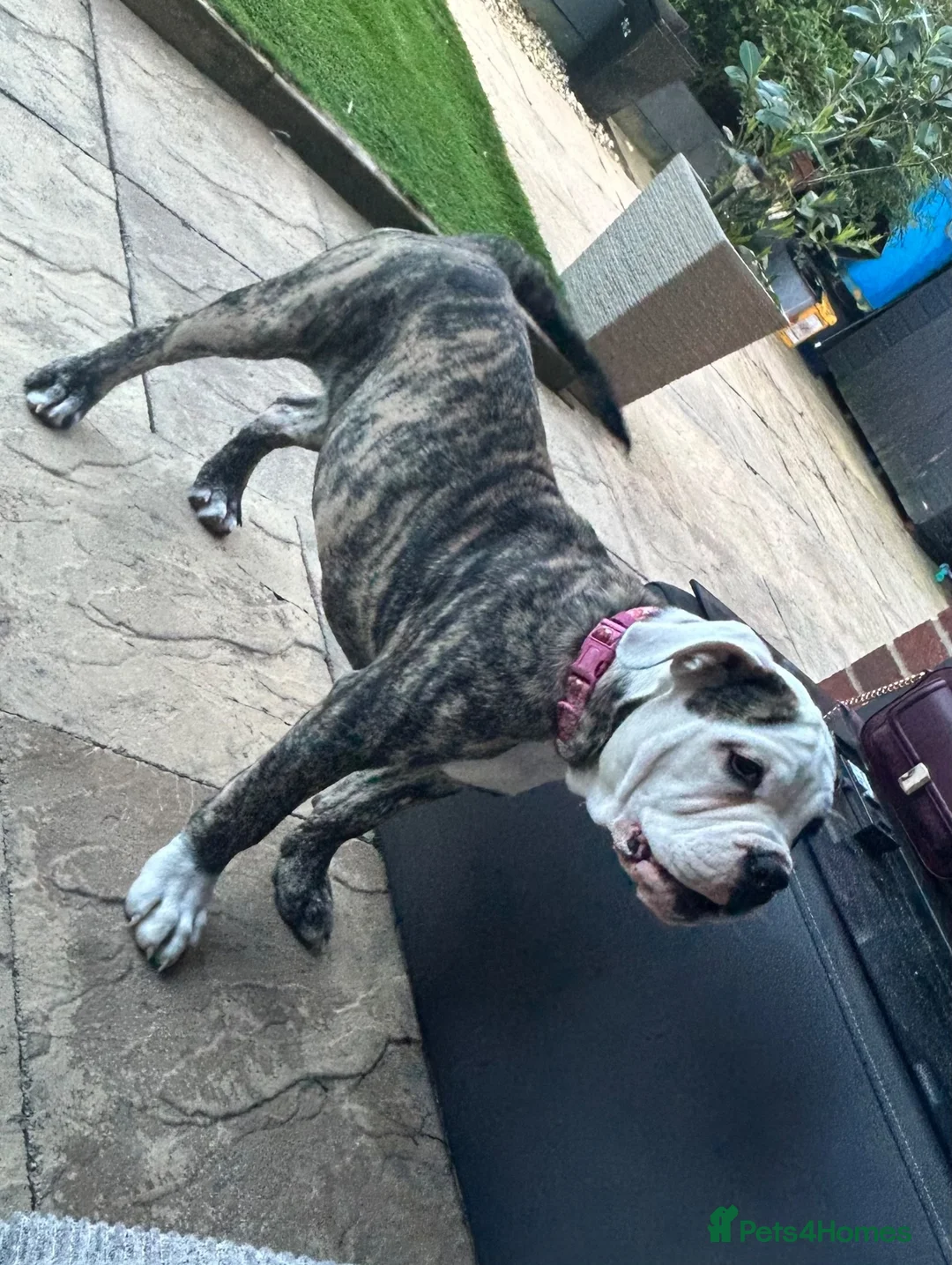 Mixed Breed dogs for sale: Beautiful Nova  - Advert 14