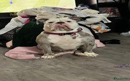 Old Tyme Bulldog dogs for sale: Old tyme English bulldog ( 3 years old )  - Image 5