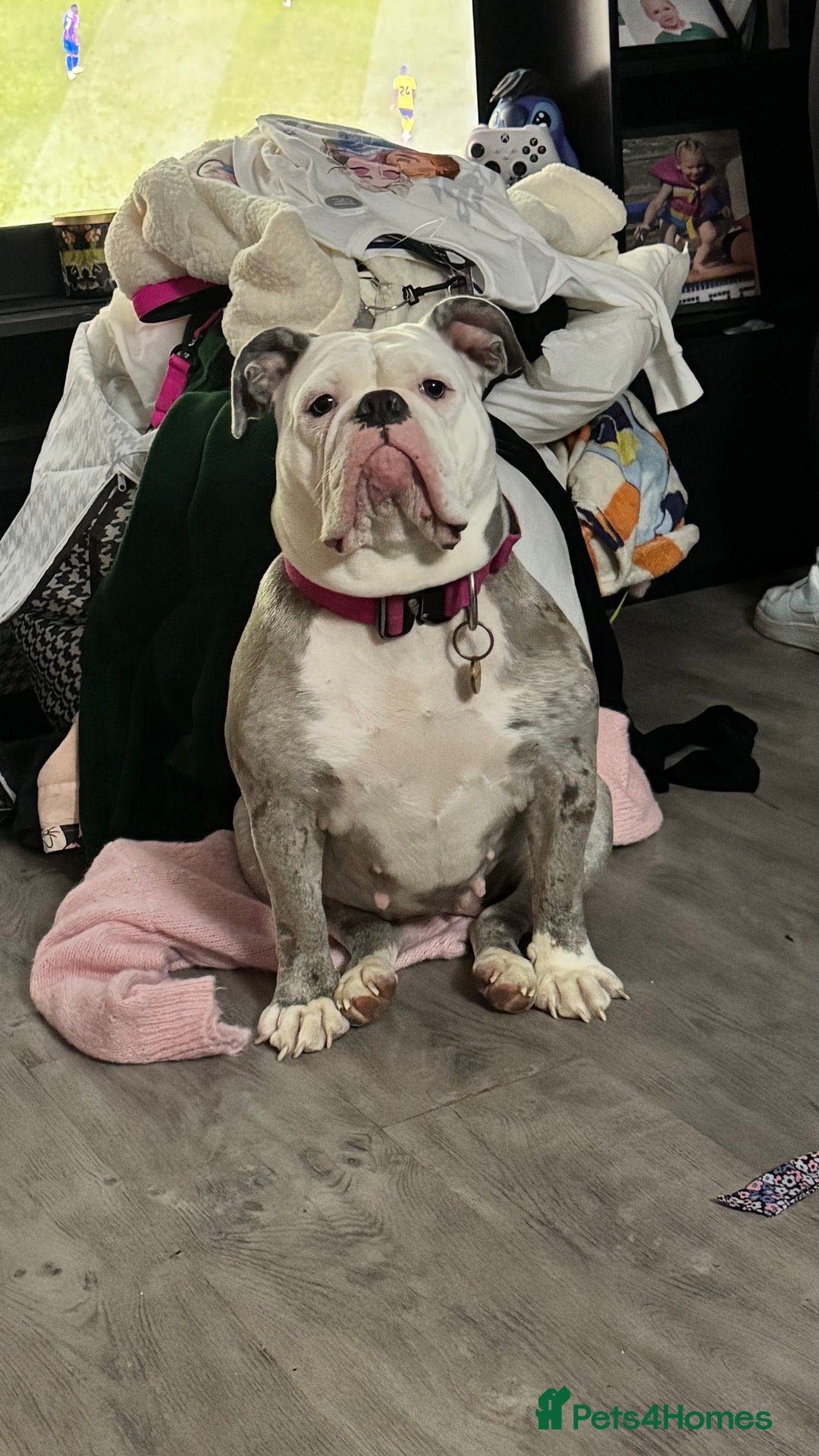 Old Tyme Bulldog dogs for sale: Old tyme English bulldog ( 3 years old )  - Image 5