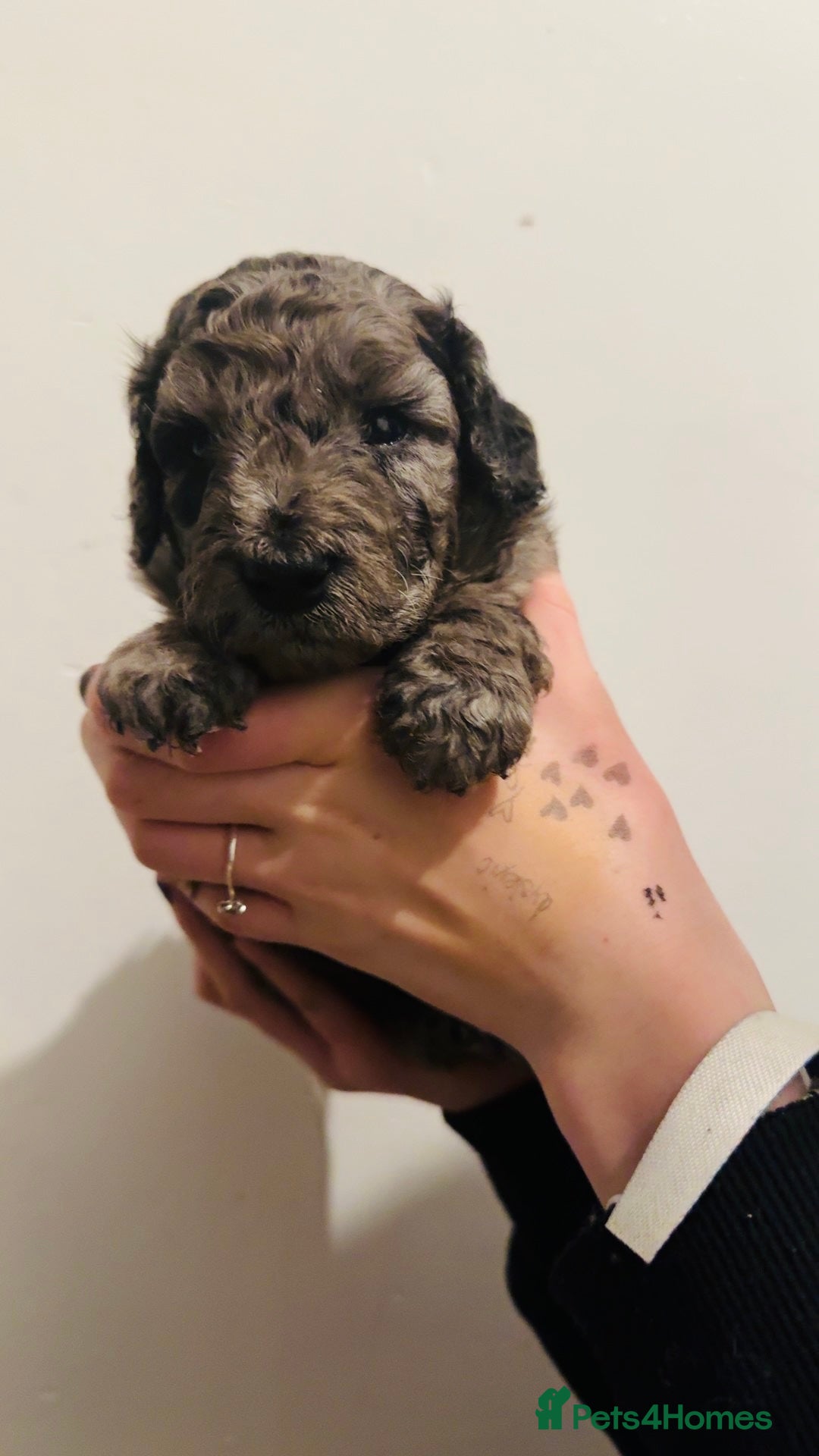 Labradoodle dogs for sale: Beautiful unique mini labradoodles with rare coats - Image 4