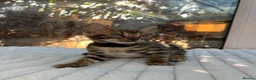 Bengal cats for sale: 💕 GORGEOUS PURE BENGAL KITTENS READY FOR HOMES!  - Advert 3