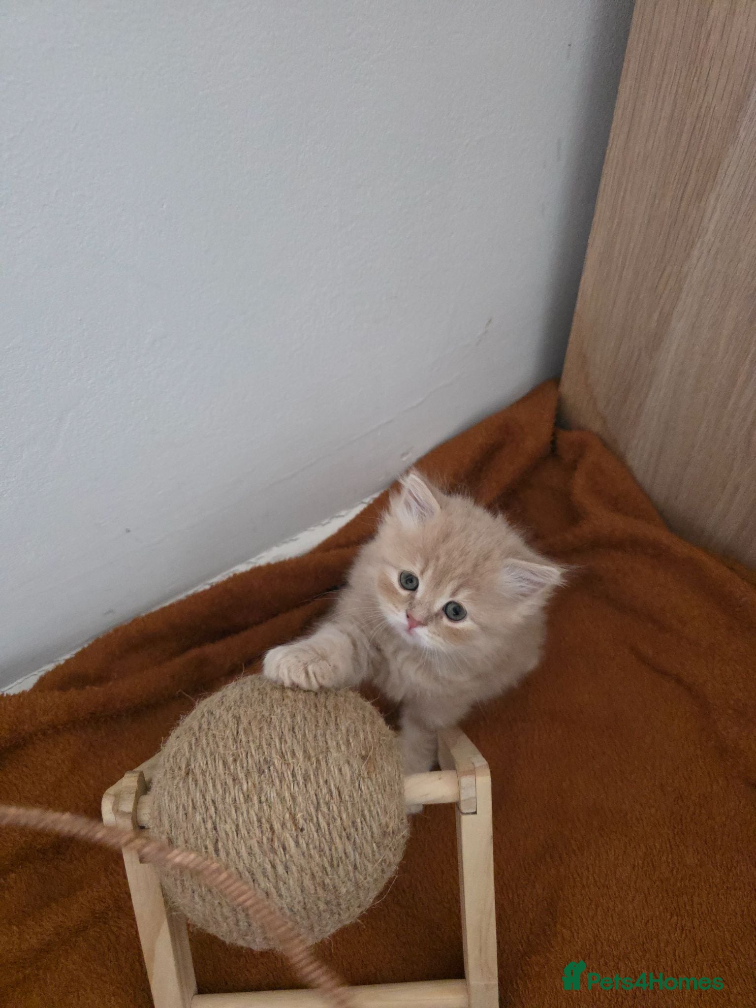 Persian cats Adorable Persian/Maine Coon breed kittens.  - Advert 2