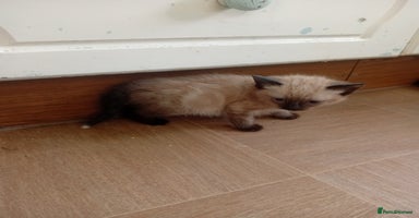 Mixed Breed cats - Advert 7