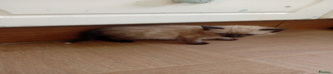 Mixed Breed Kitten 1